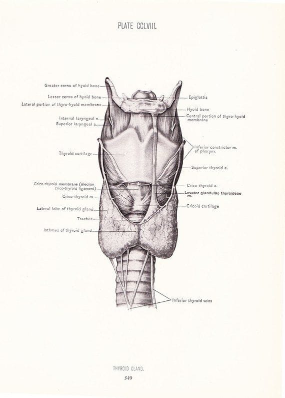 The Emotional Root Cause of Thyroid Issues: When Speaking Your Truth Becomes Dangerous to the Body