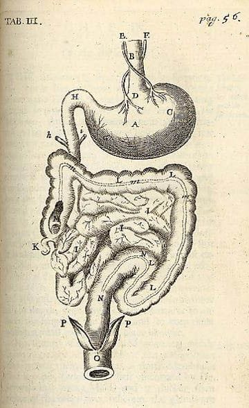 The Gut's Secret Language: How Your Body Tells You What Your Mind Won't Hear